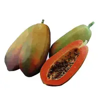 Hybrid Papaya Seeds Pack of 200 | High Yield, Early Fruiting, Sweet & Juicy