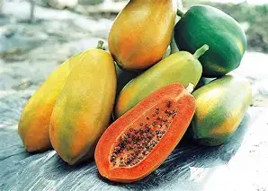 Hybrid Papaya Seeds Pack of 200 | High Yield, Early Fruiting, Sweet & Juicy