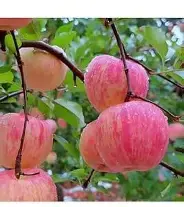 Fresh Pink Apples plant sweet apple red apple