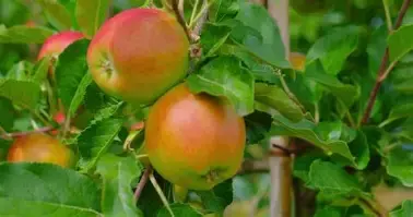 Fresh Pink Apples plant sweet apple red apple