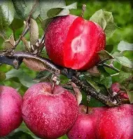 Fresh Pink Apples plant sweet apple red apple