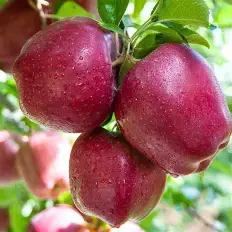 Fresh Pink Apples plant sweet apple red apple